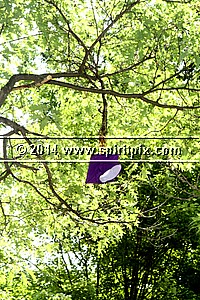 IMG_9417.JPG